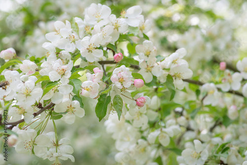 Closeup of white blooming apple tree branch. © Ilga