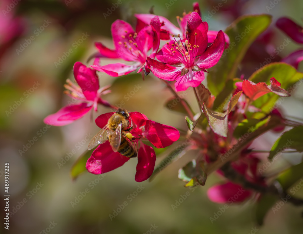 Closeup of bee with pollen sacs on her legs gathering nectar on red cherry tree flowers. Closeup of bee with pollen sacs on her legs gathering nectar on red cherry tree flowers.