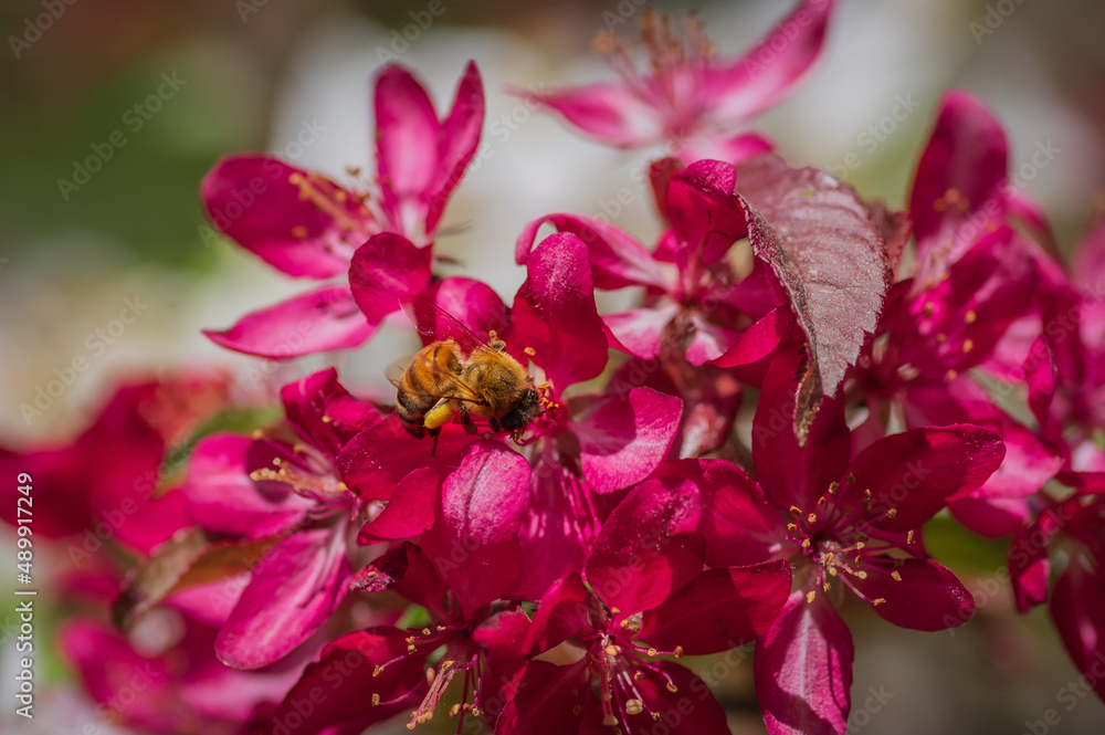 Closeup of bee collecting honey from pink cherry tree flowers