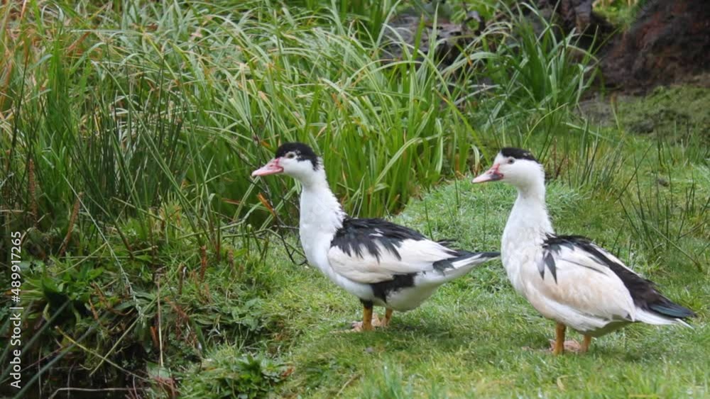 ducks in the grass ducks in the grass