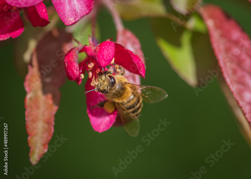 Closeup of bee collecting honey from pink cherry tree flower 