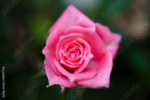Formed pink rose macro photograph with a shallow depth of field