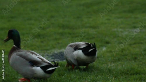 duck and a peacock in the grass