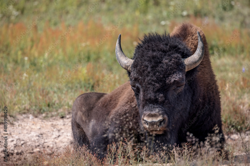 A bison naps in the Hayden Valley, Yellowstone National Park.