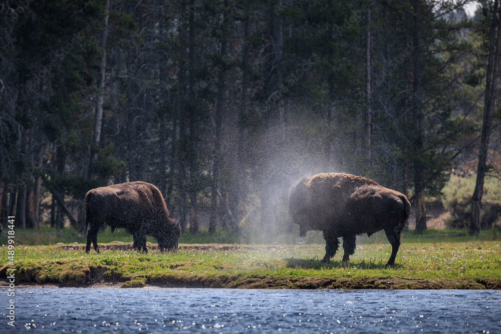 Bison and wildlife in Yellowstone National Park. Bison and wildlife in Yellowstone National Park.