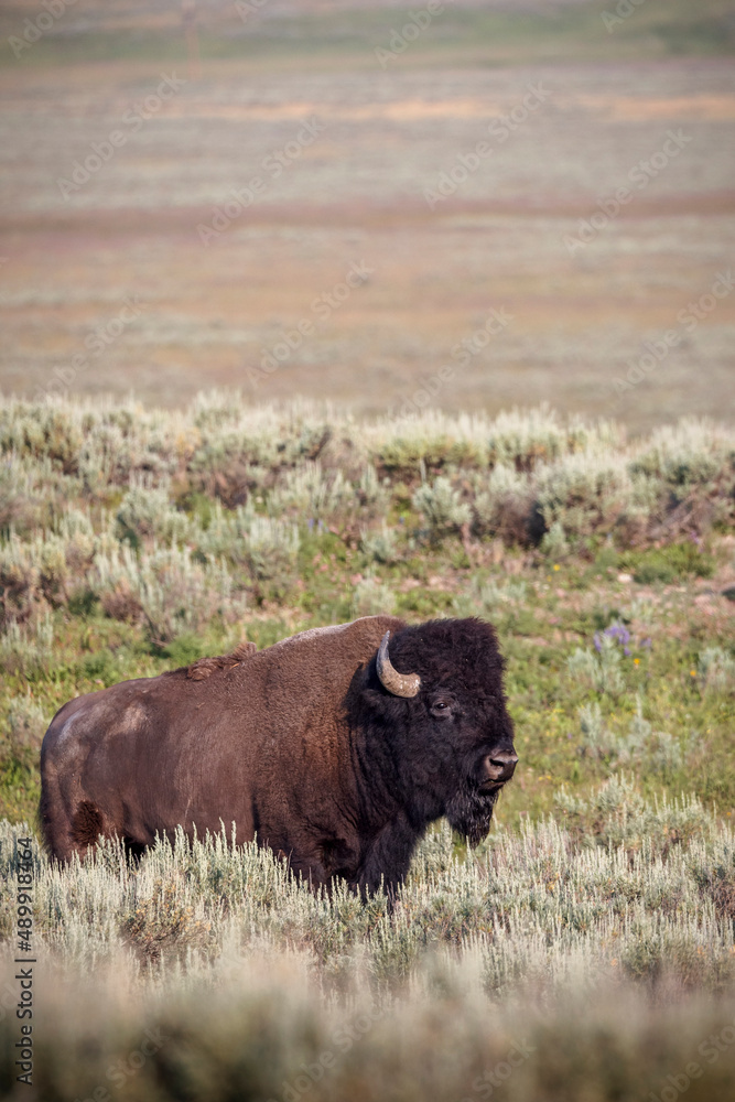 A bison roams through Yellowstone's Hayden Valley.