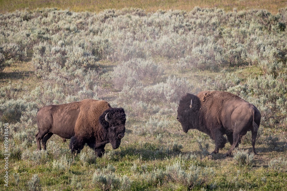 Two male bison roam through Yellowstone's Hayden Valley.