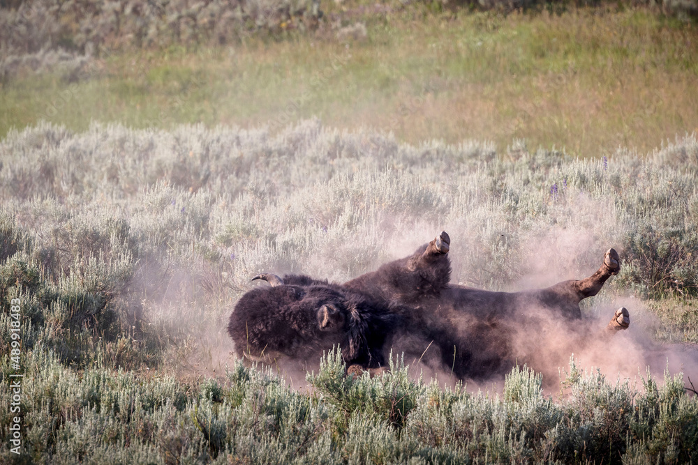 A bison rolls in dirt in Yellowstone's Hayden Valley. A bison rolls in dirt in Yellowstone's Hayden Valley.