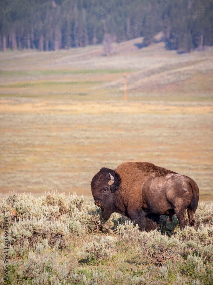 A large bison roams through Yellowstone's Hayden Valley. A large bison roams through Yellowstone's Hayden Valley.