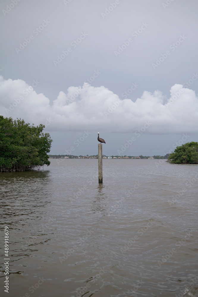 Pelican sitting on a channel marker in the Intercostal waterway