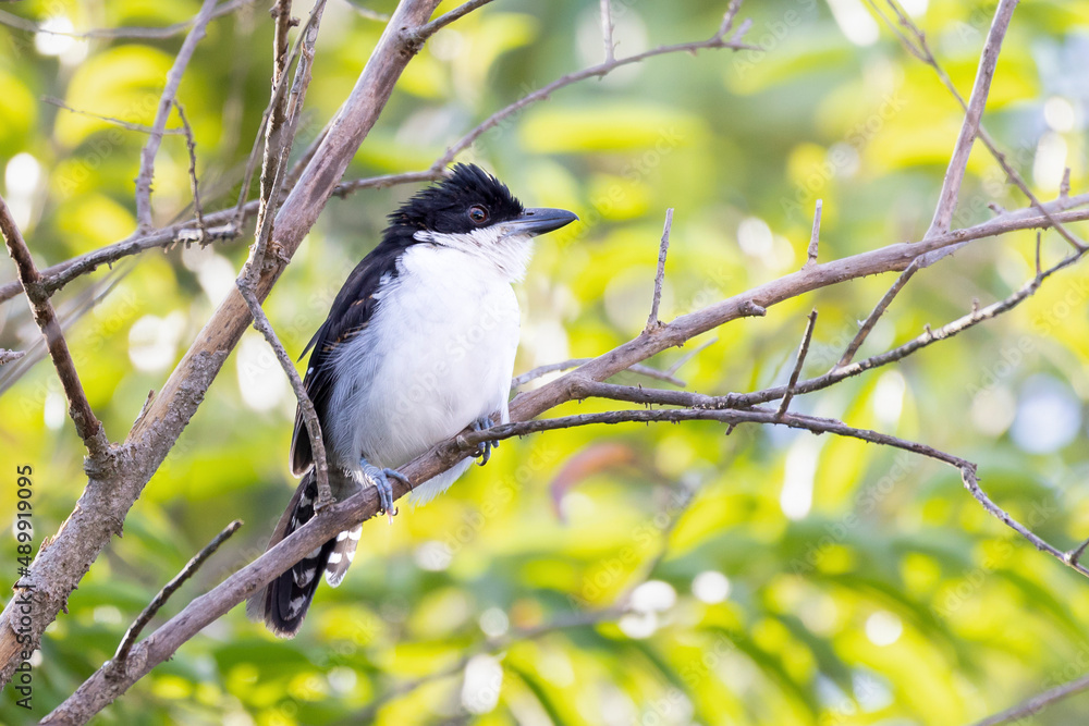 The Great Antshrike also known as choró-boi perched on the branches of a tree. Species Taraba major. Animal world. Birdwatching.  Flycatcher.