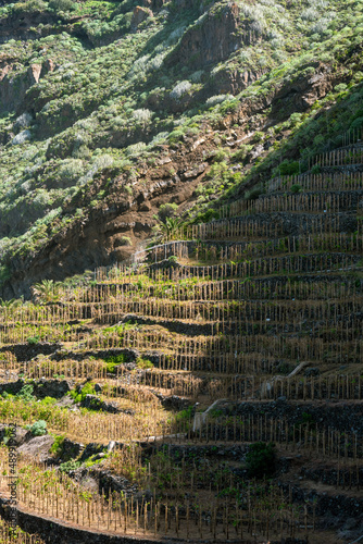 Seaside landscape of grape plantations and cliffs photo