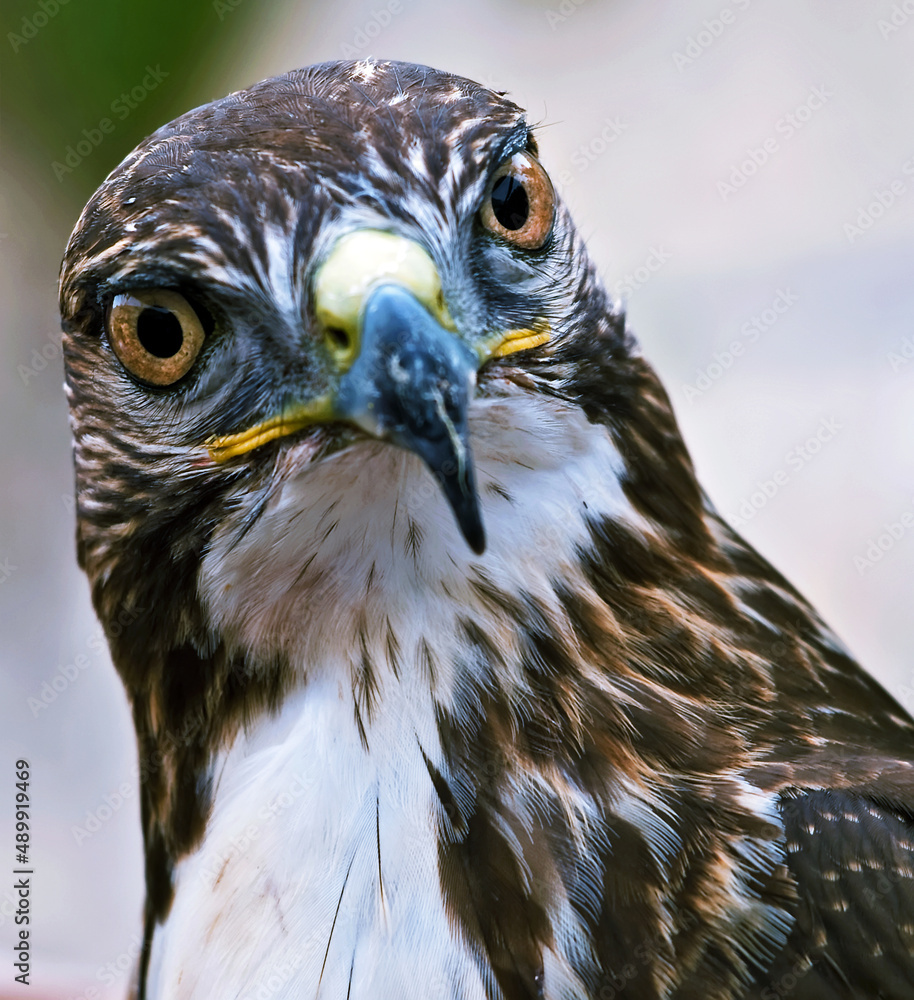 Naklejka premium Portrait of a Raptor or Bird of Prey