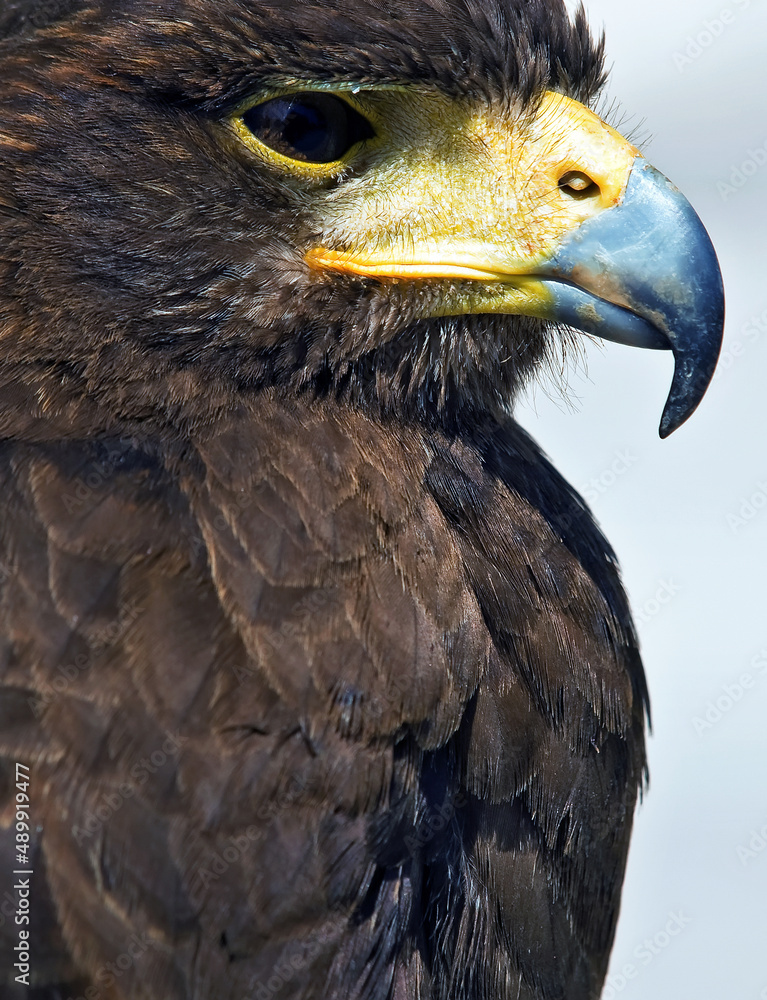 Obraz premium Portrait of a Raptor or Bird of Prey