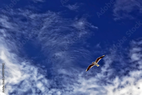 Ichthyaetus melanocephalus or Mediterranean Seagull flies in the sky