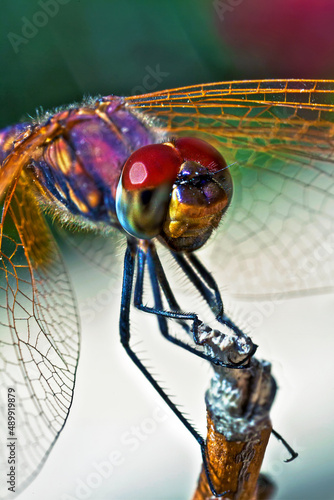 Trithemis Annulata Dragonfly Macro Detail photo