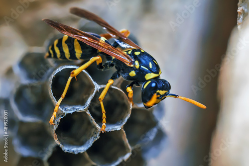 Paper Wasp Queen Builds Her Nest photo