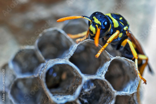 Paper Wasp Queen Builds Her Nest Fototapet