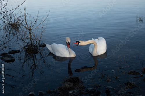 Cigni sul lago di Bracciano , corteggiamento photo