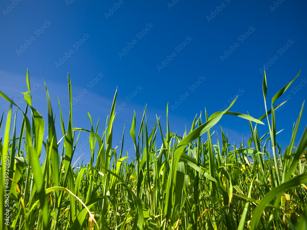 Obraz premium Blades of Green Grass and Sky