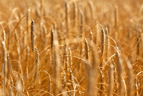 Wheat Macro Detail Field Grass photo