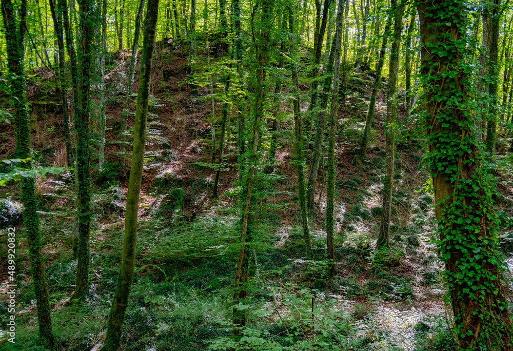 Obraz premium Bosque de hayas bellamente iluminado con rayos de sol