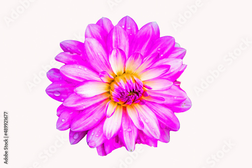 Opened dahlia flower on an isolated background. View from above. 