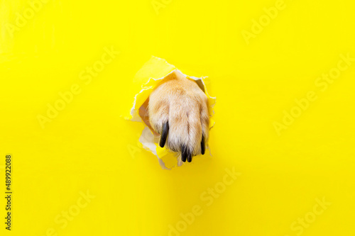 Fototapeta Naklejka Na Ścianę i Meble -  dog paw sticking out of a hole in a yellow torn piece of paper