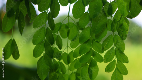 Drumstick tree, Moringa Tree Image. Natural Green Moringa leaves in the Garden, green background. photo