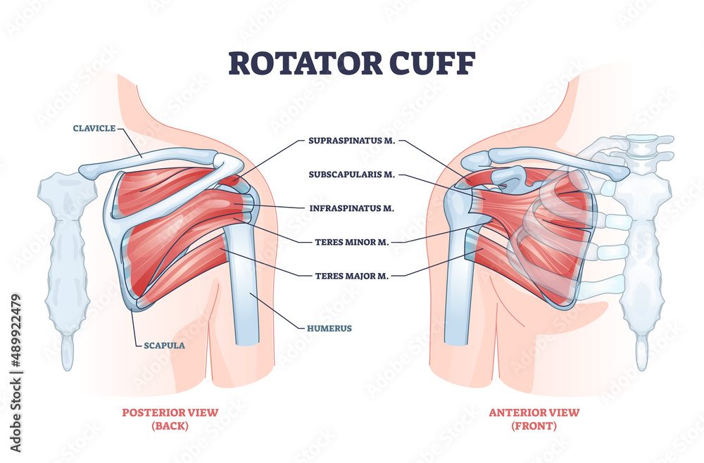 Rotator Cuff Anatomical Structure And Location Explanation Outline 
