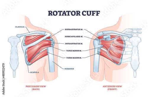 Rotator cuff anatomical structure and location explanation outline diagram. Labeled educational body part description with shoulder bones and muscle posterior or anterior view vector illustration.