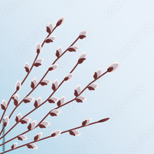 Pussy willow branches with budding buds against blue sky. Spring flower in Easter season. For greeting cards, posters, banners, packaging. Vector spring holiday illustration in cartoon flat style