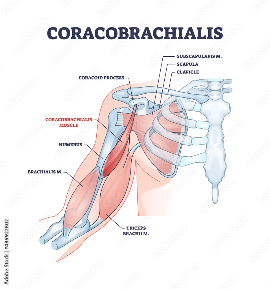 coracobrachialis-muscle-with-anatomical-and-medical-structure-outline