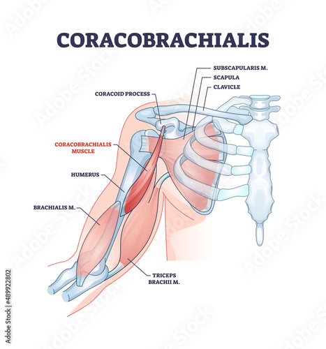 Coracobrachialis muscle with anatomical and medical structure outline diagram. Labeled educational scheme with inner skeletal and muscular system in human body vector illustration. Bone physiology. photo