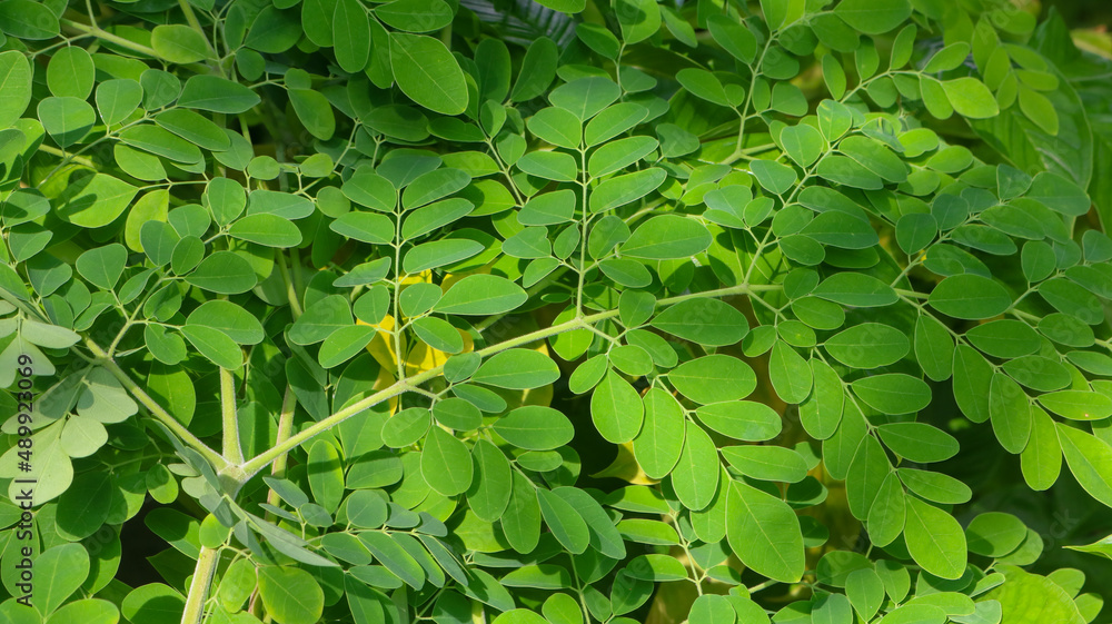 Fresh Green Moringa leaves Medicinal Plant (Moringa oleifera Lamk ...