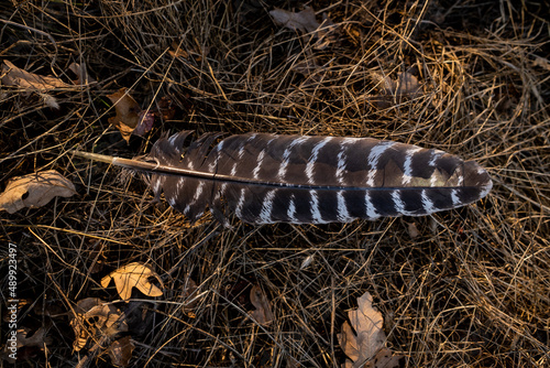 Detail of wild Turkey feather lying on pine needles on forest floor