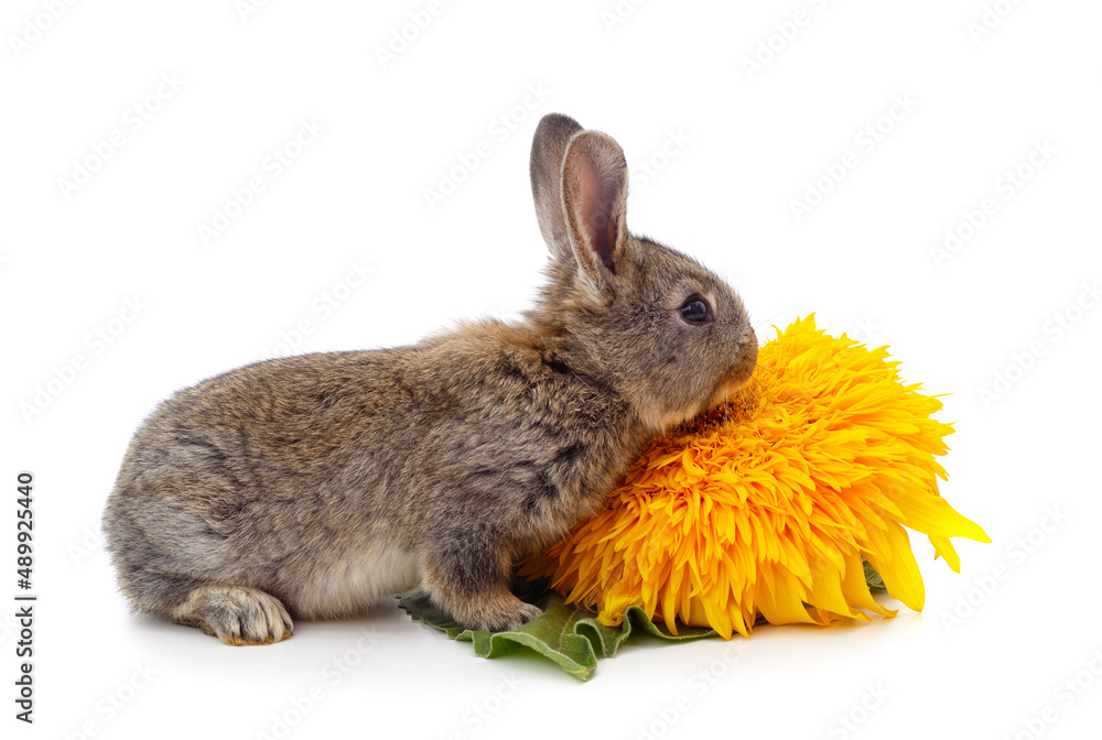 Obraz premium One gray rabbit with sunflower.