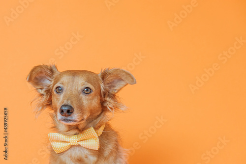 Lovely portrait of dog posing with a yellow bow tie on a neutral orange background.