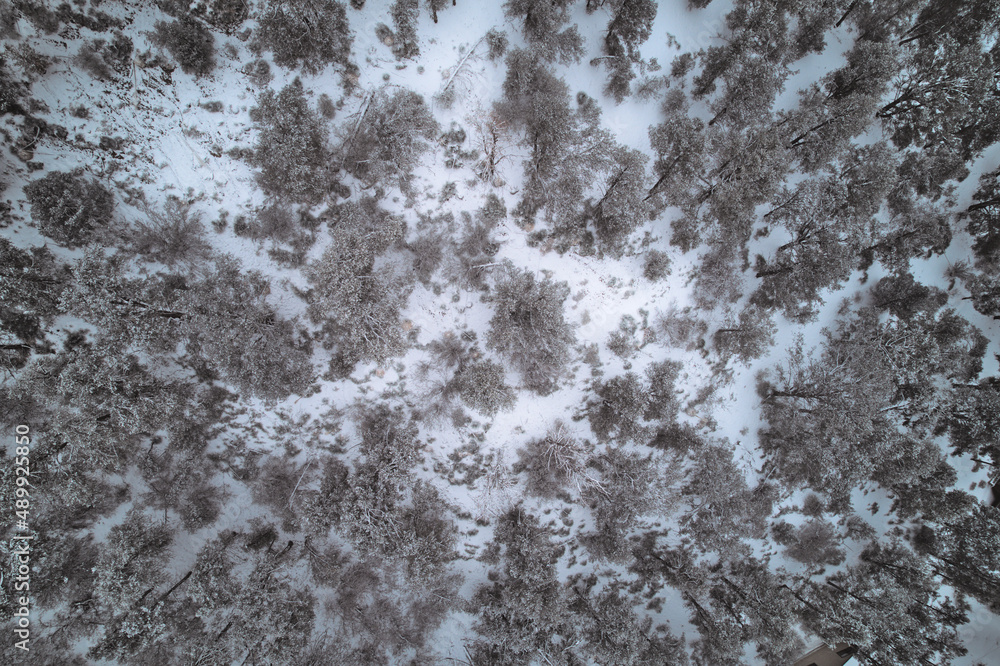 Obraz premium Winter Pine Trees