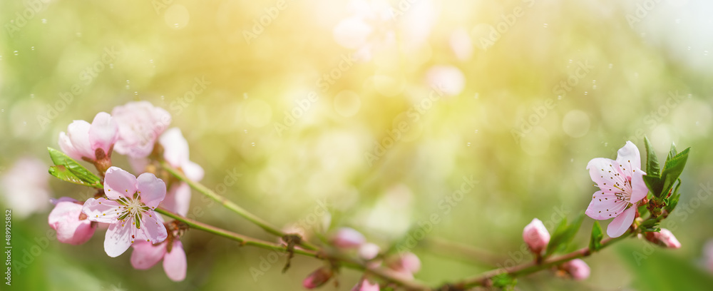 Spring background. Fruit tree flowers. Long banner