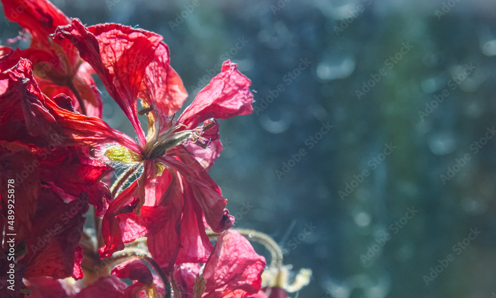 A dead flower A dead flower