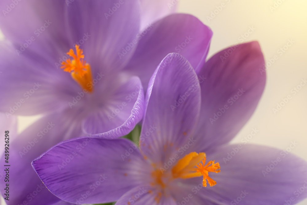 First spring purple flower. Purple crocus flower, close up. First spring purple flower. Purple crocus flower, close up.