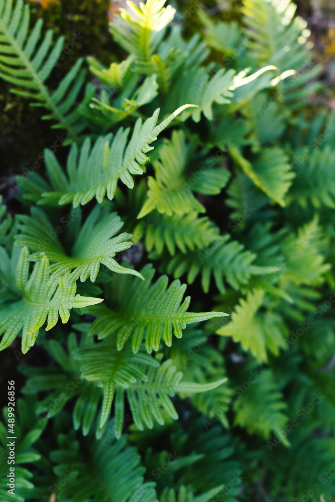 Fototapeta premium Plantas del bosque.