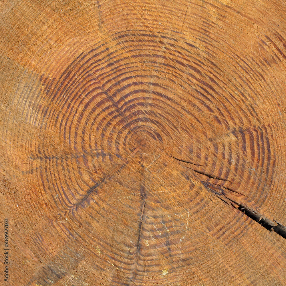 Old cracked wood texture background Old cracked wood texture background
