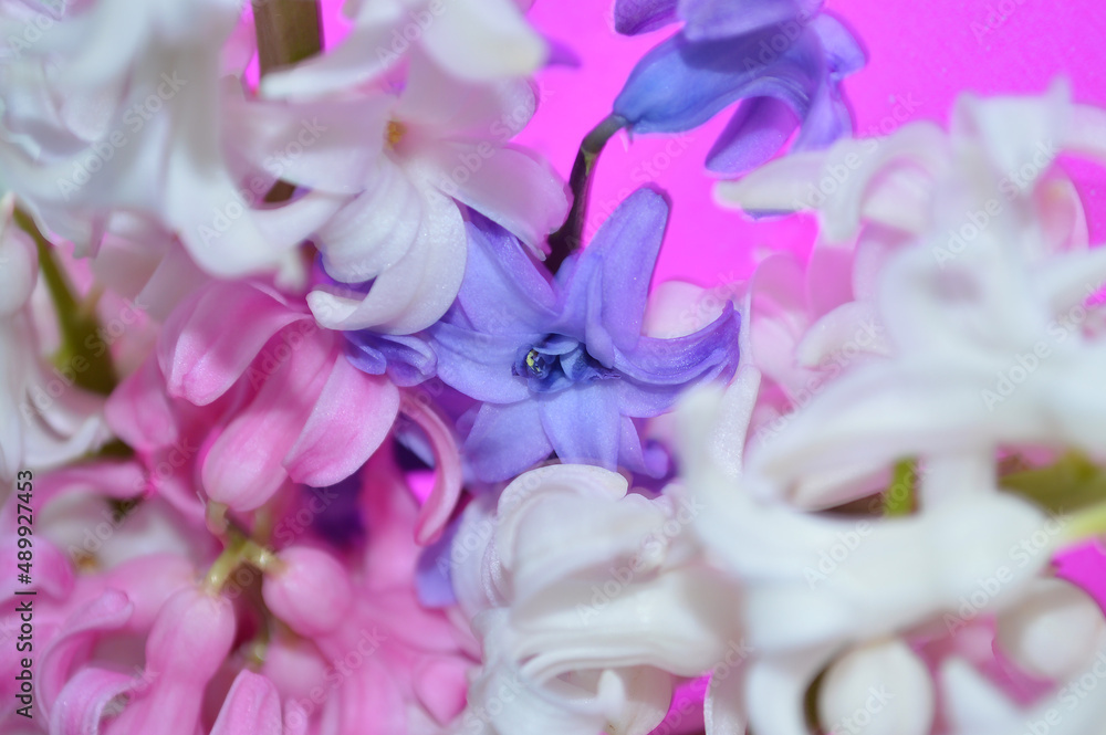 Obraz premium Beautiful blooming branch of hyacinth