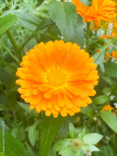 Fototapeta Naklejka Na Ścianę i Meble -  closeup Orange wildflower in garden in spring 