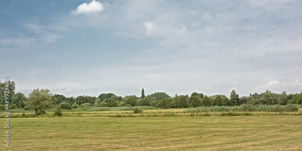 Summer landscape with meadow and trees in Bourgoyen nature reserve, Ghent, Flanders, Belgium