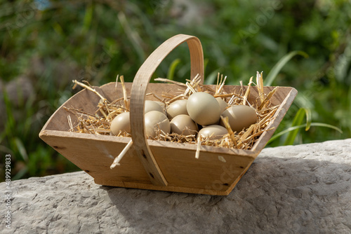 hen's khaki eggs in a basket photo