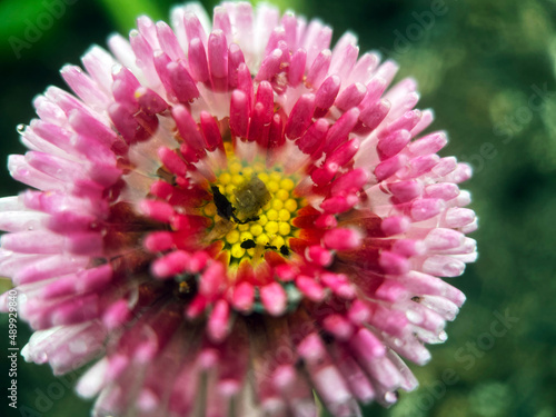 macro closeup of white and pink wildflower with rain water drop in spring 