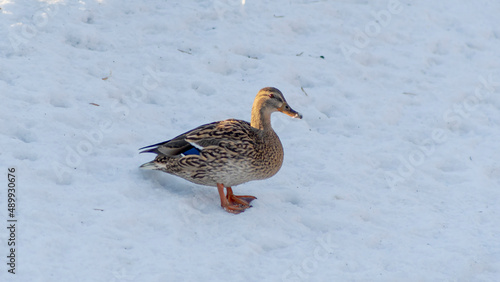 Brown duck walking in the snow in city park at sunny winter day. Portrait of a duck on snow in winter.